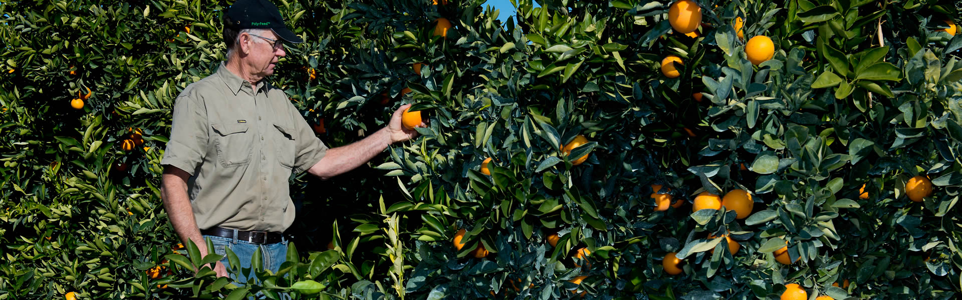 DIRECT FROM THE GROWER