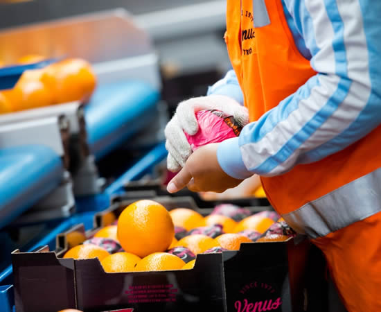 Venus Citrus quality citrus