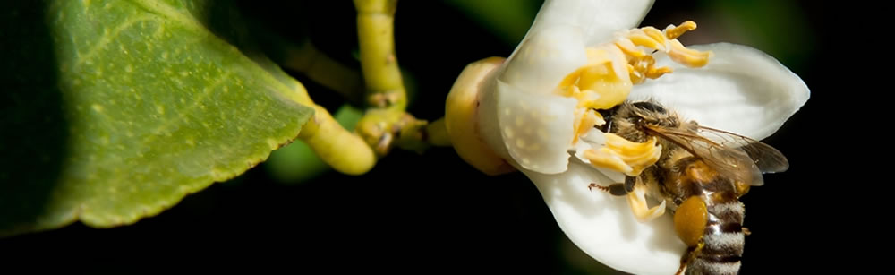 Venus Citrus systems