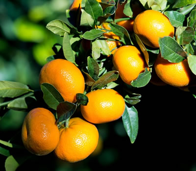 Our Citrus Varieties